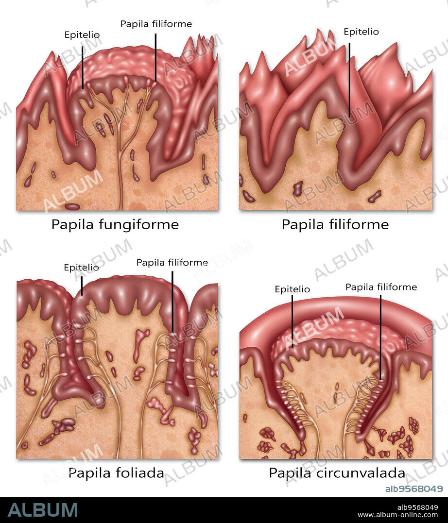 Illustration detailing the four types of lingual papilla which taste buds lie within on the tongue. From top left to bottom right: fungiform papilla, filiform papilla, foliate papilla, vallate papilla (circumvallate papilla). These structures are involved in detecting the five (known) elements of taste perception: salty, sour, bitter, sweet, and umami.