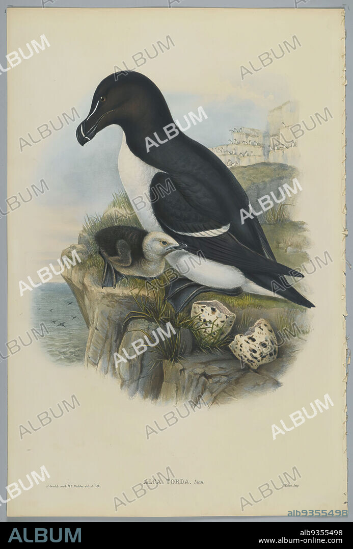 Alca Torda: Razorbill, John Gould, British, 1804-1881, Lithograph on wove paper, Sheet: 21 1/4 x 14 1/2 in., 54 x 36.8 cm, 19th Century, Alca Torda, auk, bird, Birds, colonial breeder, Habitat, lithograph, monagamous, Nature, Ornithological, Ornithology, Razorbill, seabird, Species, Wildlife.
