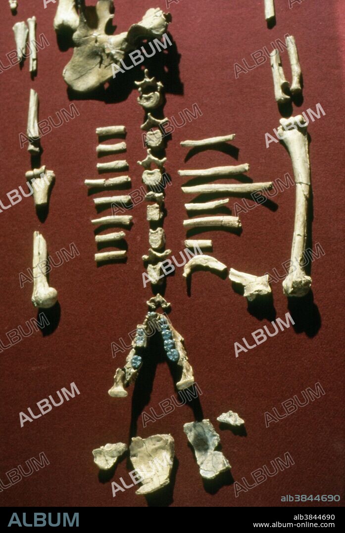 Skeleton of 'Lucy'. Fossil skeleton of the early hominid known as Lucy (AL 288-1), a member of the species Australopithecus afarensis. Lucy was found in the Afar region of Ethiopia. Her bones are 3.3 million years old, and Lucy is widely accepted as the earliest link in the human record. The fossil remains comprise 40% of the entire skeleton and include skull fragments (at bottom), mandible with teeth, most of the left and right arm, vertebrae, rib fragments, sacrum, left pelvic bone (at top), left thigh and right lower leg bones (not seen). The pelvis showed her to be female, wisdom teeth suggested she was 20 years old, and the thighbone indicated she was small at about 4 feet tall.