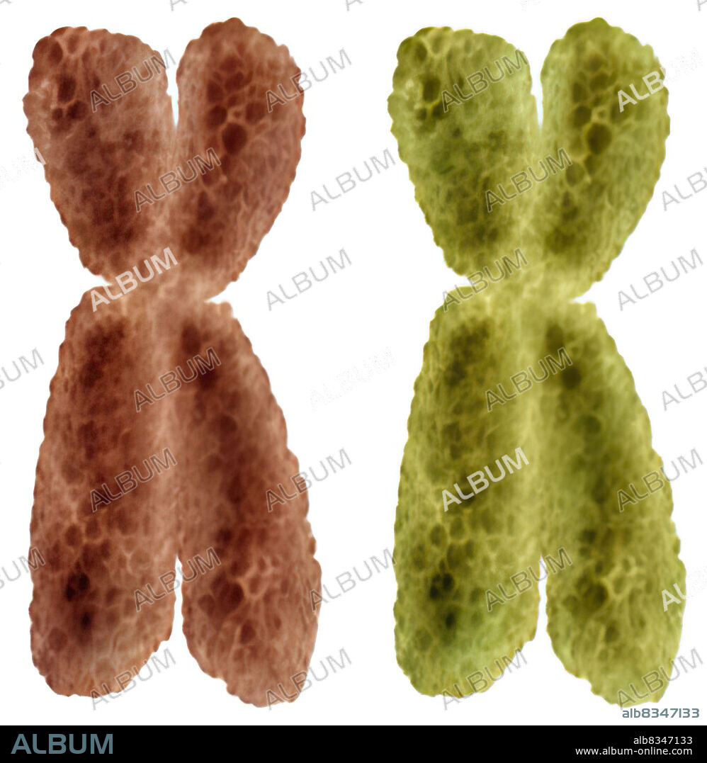 The genes are said to be dominant or recessive, depending on their mode of expression. A dominant gene is a hereditary characteristic that expresses itself in being present on only one of the chromosomes of a pair. A recessive gene is a hereditary characteristic that must be present on both chromosomes of a pair to be expressed.