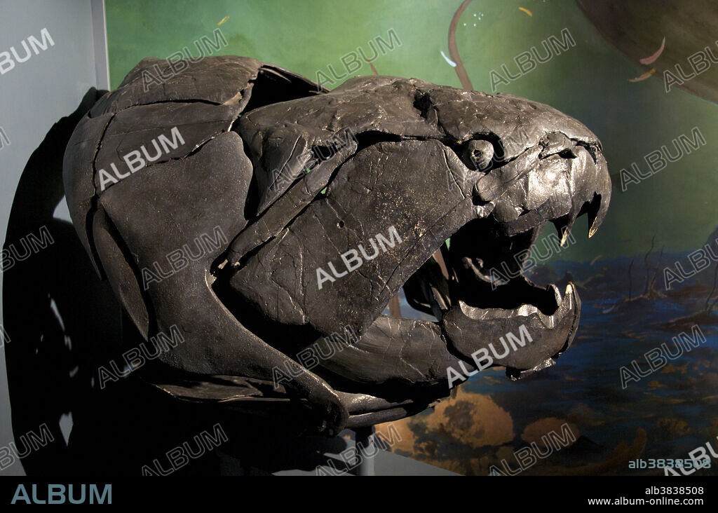 Devonian Fish (Dunkleosteus) skull. Dunkleosteus measured up to 10 meters long and was the largest animal in the Devonian seas. Massive bony plates protected its head; a hinge at the back of its skull allowed the head to rise and the jaws to lower, giving it an enormously powerful bite. What appear to be teeth are actually sharp, bony plates at the front of its jaw. Royal Tyrrell Museum, Drumheller, Alberta, Canada.