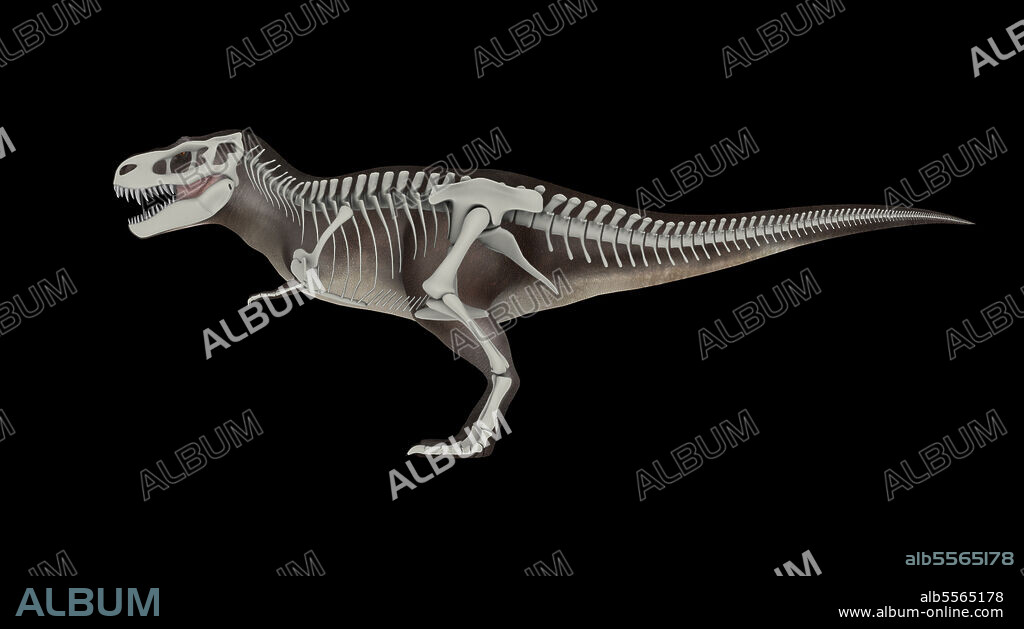3D illustration of Tyrannosaurus rex, with skeletal system overlay.