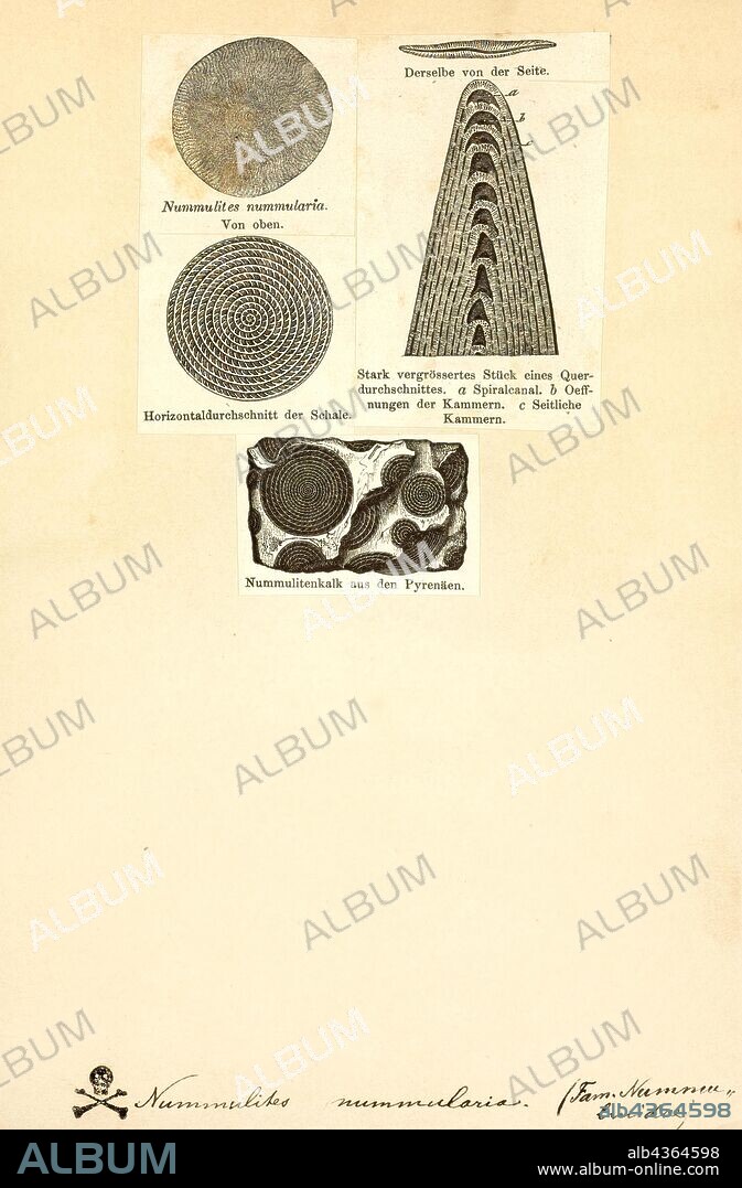 Nummulites nummularia, Print, A nummulite is a large lenticular fossil, characterized by its numerous coils, subdivided by septa into chambers. They are the shells of the fossil and present-day marine protozoan Nummulites, a type of foraminiferan. Nummulites commonly vary in diameter from 1.3 cm (0.5 inches) to 5 cm (2 inches)and are common in Eocene to Miocene marine rocks, particularly around southwest Asia and the Mediterranean (e.g. Eocene limestones from Egypt). Fossils up to six inches wide are found in the Middle Eocene rocks of Turkey.