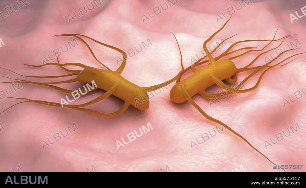 Conceptual biomedical illustration of the bacteria Salmonella Typhi, which causes typhoid fever.