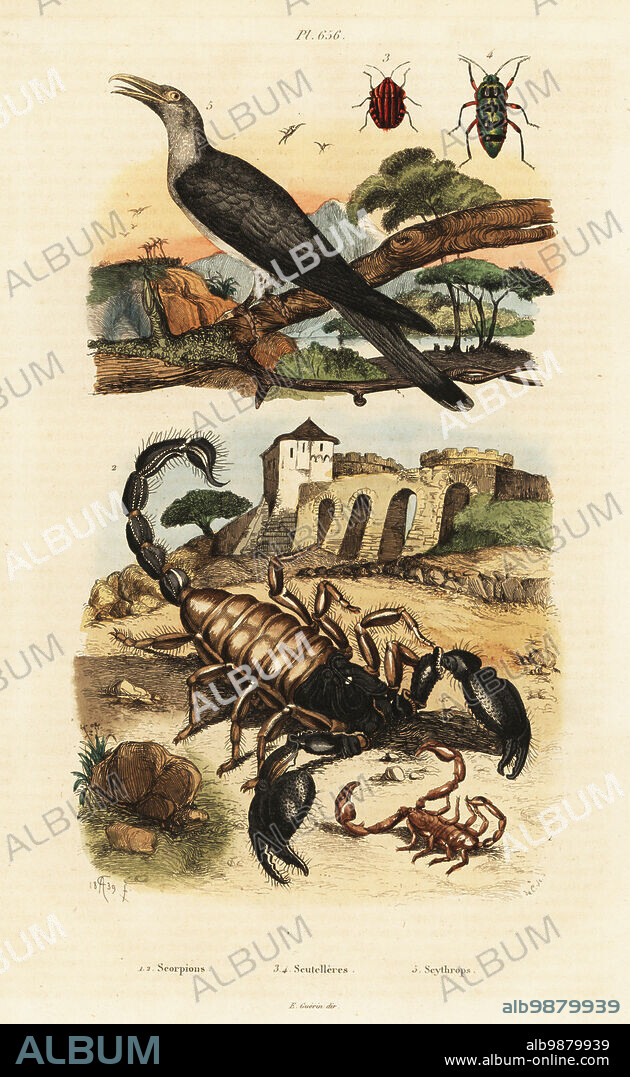 Wood scorpion, Euscorpius italicus (Scorpio europaeus) 1, Emperor scorpion, Pandinus imperator (Buthus afer) 2, Scutellera lineata 3, Scutellera signata 4, and channel-billed cuckoo, Scythrops novaehollandiae 5. Scorpions, Scutelleres, Scythrops. Handcoloured steel engraving by du Casse after an illustration by Adolph Fries from Felix-Edouard Guerin-Meneville's Dictionnaire Pittoresque d'Histoire Naturelle (Picturesque Dictionary of Natural History), Paris, 1834-39. .