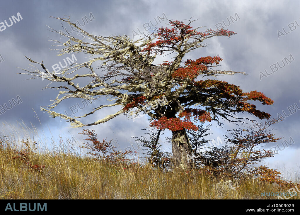Nothofagus beech tree (Lenga beech), Nothofagus pumilio, in autumn, central Chile.