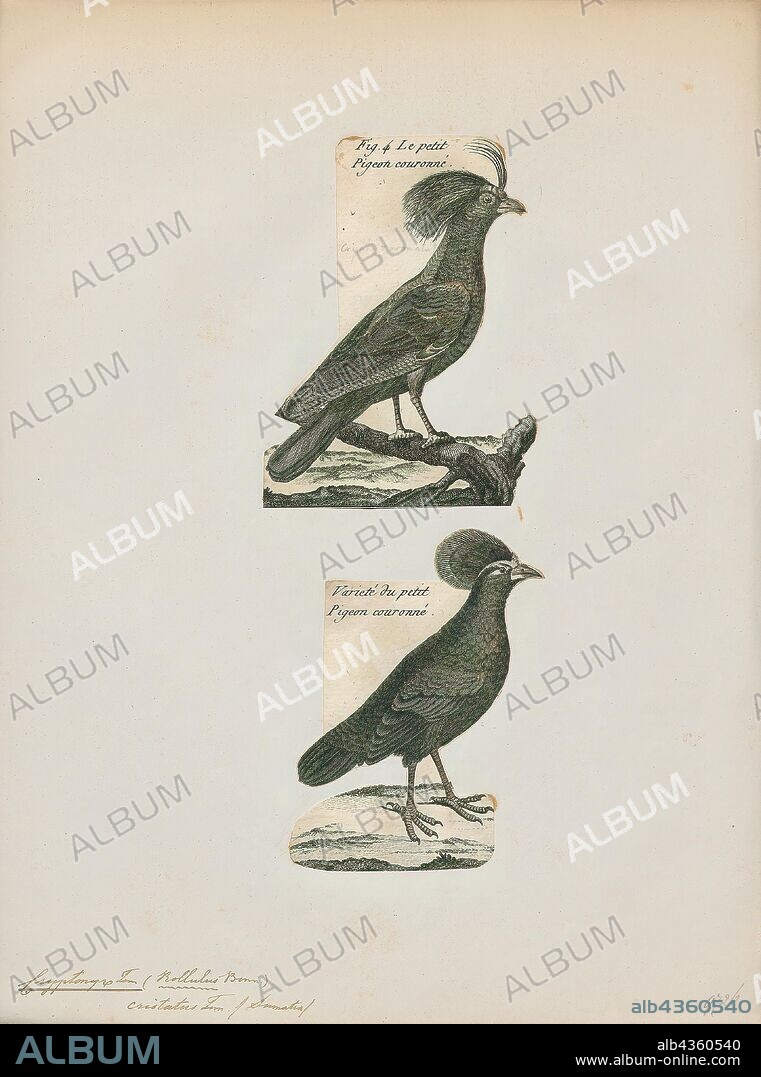 Rollulus roulroul, Print, The crested partridge (Rollulus rouloul) also known as the crested wood partridge, roul-roul, red-crowned wood partridge, green wood quail or green wood partridge is a gamebird in the pheasant family Phasianidae of the order Galliformes, gallinaceous birds. It is the only member of the genus Rollulus., 1700-1880.