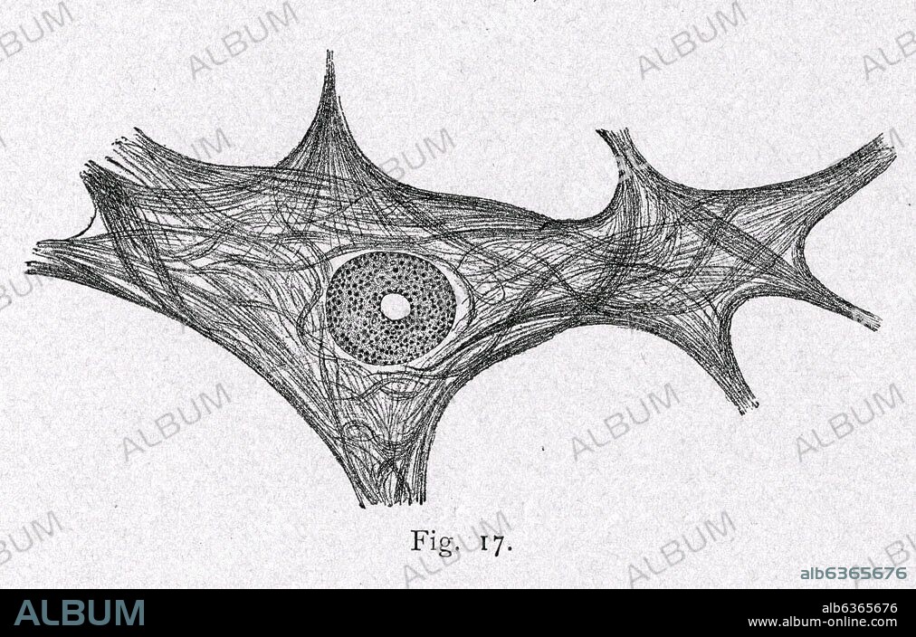 SANTIAGO RAMóN Y CAJAL. ESTRUCTURA DE UNA CELULA NERVIOSA DE LA MEDULA ESPINAL - DIBUJO CIENTIFICO - PEDIR AUTORIZACION.