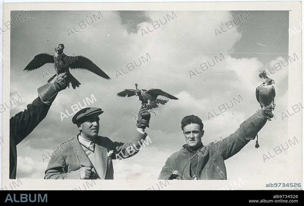 Briviesca (Burgos), julio de 1955. El halconero Félix Rodríguez de la Fuente, secundado por otros dos aficionados, portan los halcones a los puestos desde donde la caza ha de desarrollarse.