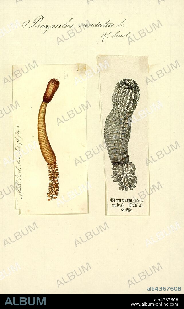 Priapulus caudatus, Print, Priapulus caudatus is a marine invertebrate belonging to the phylum Priapulida, the penis worms. It is a cylindrical, unsegmented worm which burrows in soft sediment on the seabed. It has a circumpolar distribution.