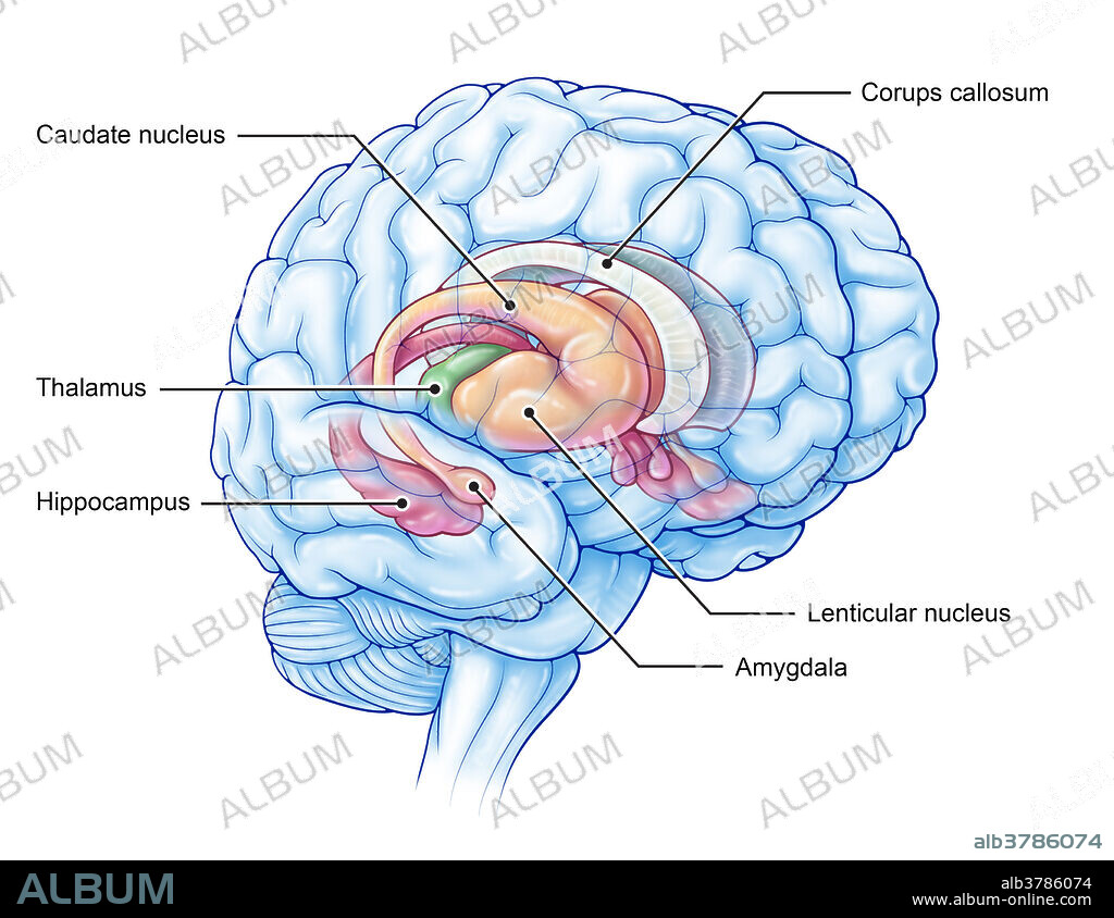 An illustration of the limbic system, structures in the brain which play a role in emotion, behaviour, motivation, long-term memory, and olfaction. The thalamus is highlighted in green, while the hippocampus is highlighted in red. The basal ganglia which includes the caudate nucleus, lenticular nucleus, and amygdala are highlighted in yellow.