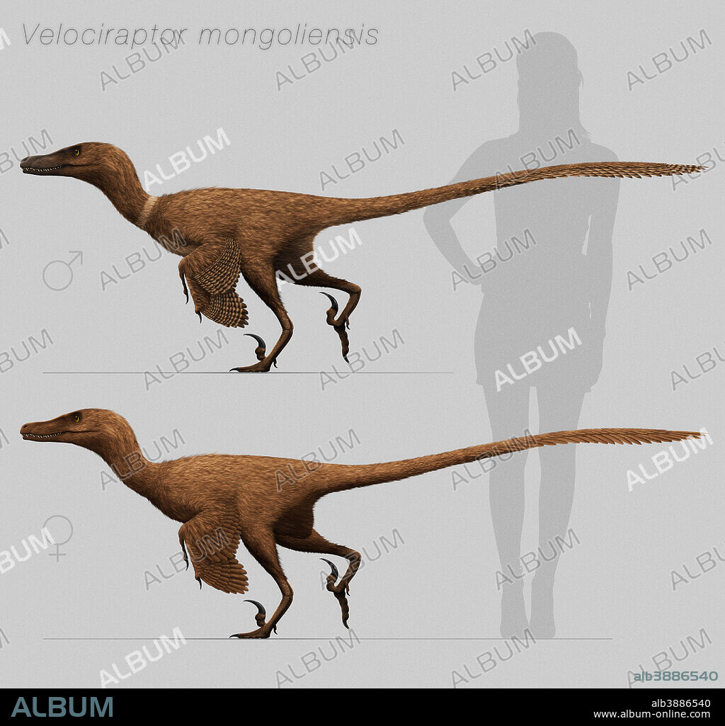 Velociraptor mongoliensis, mid-sized (2m long, 15kg) dromaeosaurid dinosaur from the late Cretaceous of Mongolia.