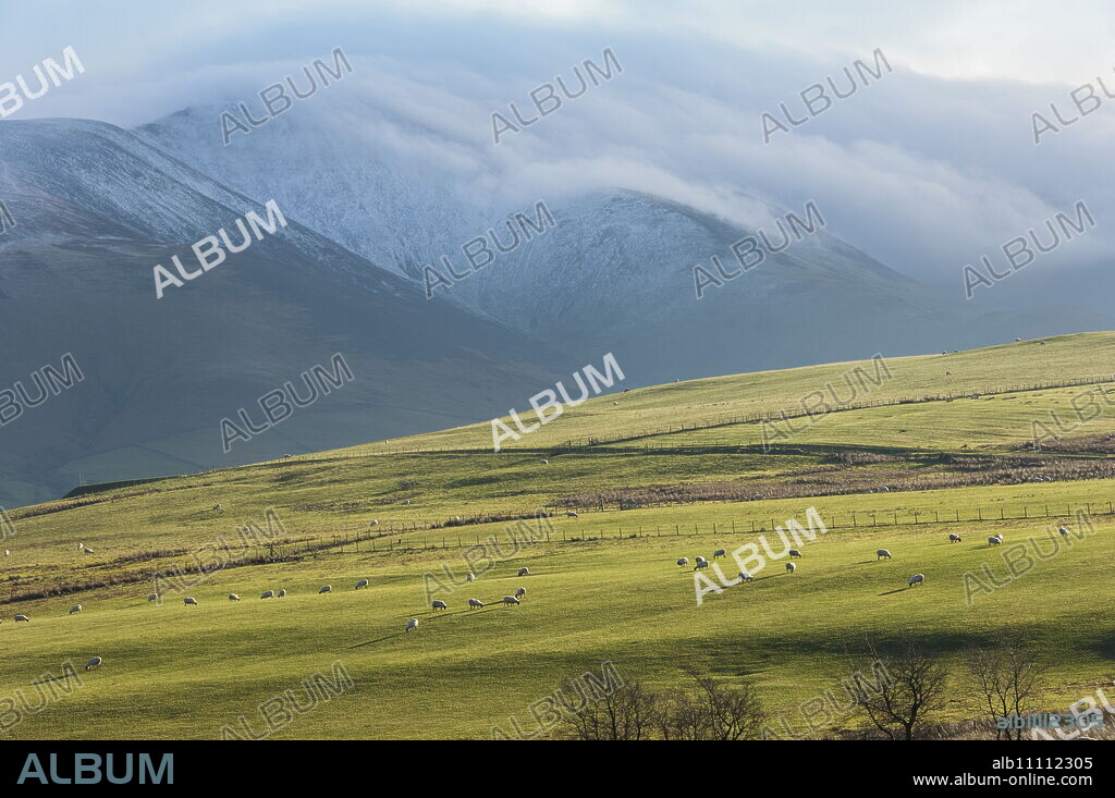 Winter clouds clinging to the Skiddaw Massif, sheep grazing on the fellside, Back o'Skiddaw, Cumbria, England, United Kingdom, Europe.