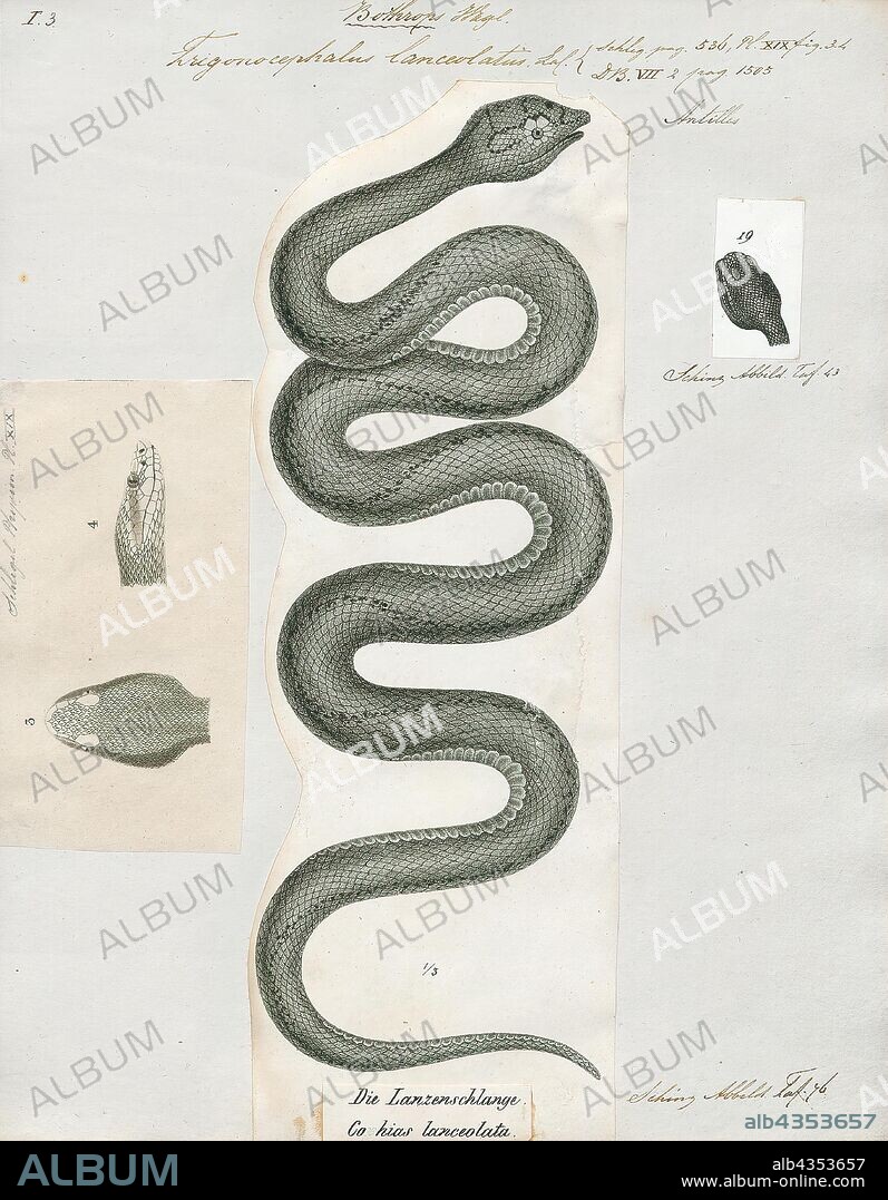 Trigonocephalus lanceolatus, Print, Bothrops lanceolatus — known as the fer-de-lance, Martinican pit viper, and Martinique lancehead — is a species of pit viper generally considered endemic to the island of Martinique. No one has satisfactorily explained why it has flourished there but is unknown on nearly all other Caribbean islands. Some reserve the common name fer-de-lance for this species, while others apply that name to other Bothrops species as well. No subspecies are currently recognized., 1700-1880.