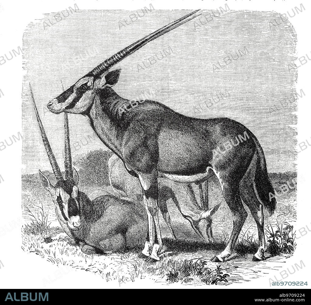 Beisa oryx, Oryx beisa, East African gemsbok or East African oryx, an antelope species from the genus of oryx antelopes, historical, digitally restored reproduction from an original from the 18th century,.