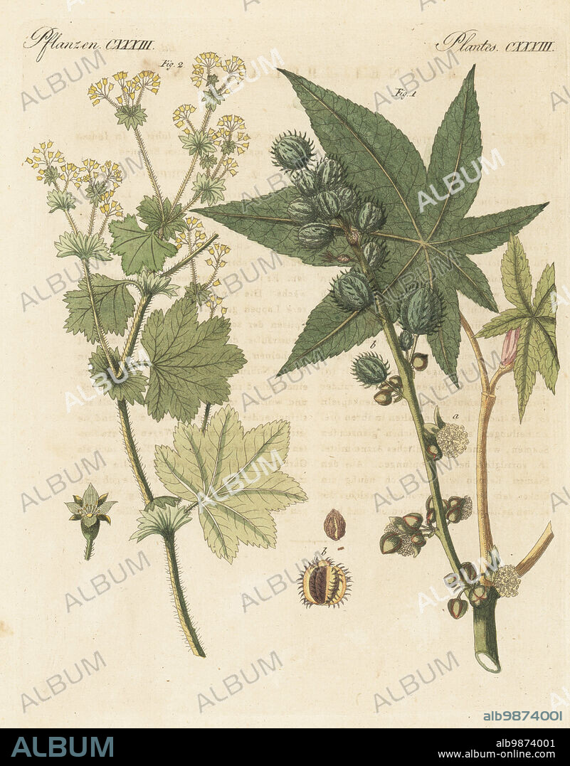 Castor oil plant, Ricinus communis 1 and lady's mantle, Alchemilla vulgaris 2. Wunderbaum, Ricin, Sinau, l'Alchemille. The botanicals were drawn by Henriette and Conrad Westermayr, F. Götz and C. Ermer. Handcoloured copperplate engraving from Carl Bertuch's Bilderbuch fur Kinder (Picture Book for Children), Weimar, 1810. A 12-volume encyclopedia for children illustrated with almost 1,200 engraved plates on natural history, science, costume, mythology, etc., published from 1790-1830.