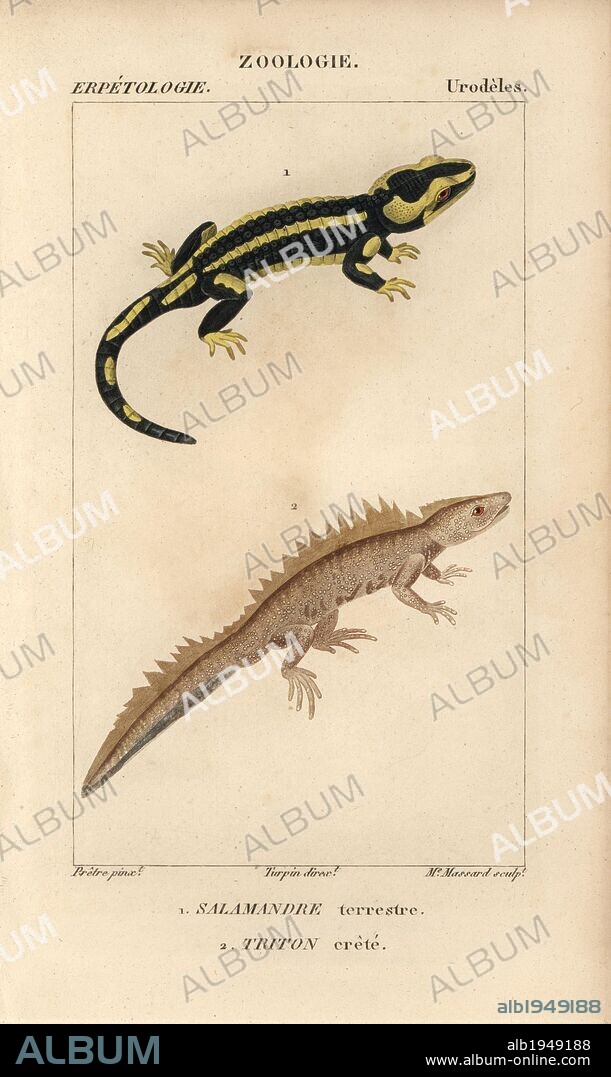 Fire salamander, salamandre terrestre, Salamandra salamandra, and great crested newt, triton crete, Triturus cristatus (critically endangered). Handcoloured copperplate stipple engraving from Jussieu's "Dictionnaire des Sciences Naturelles" 1816-1830. The volumes on fish and reptiles were edited by Hippolyte Cloquet, natural historian and doctor of medicine. Illustration by J.G. Pretre, engraved by Madame Massard, directed by Turpin, and published by F. G. Levrault. Jean Gabriel Pretre (1780~1845) was painter of natural history at Empress Josephine's zoo and later became artist to the Museum of Natural History.