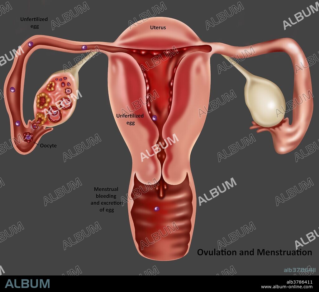 Ovulation