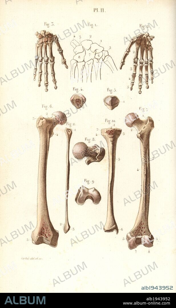 Hand, hip and leg bones: femur and tibia. Handcolored steel engraving by Corbie of a drawing by Corbie from Dr. Joseph Nicolas Masse's "Petit Atlas complet d'Anatomie descriptive du Corps Humain," Paris, 1864, published by Mequignon-Marvis. Masse's "Pocket Anatomy of the Human Body" was first published in 1848 and went through many editions.