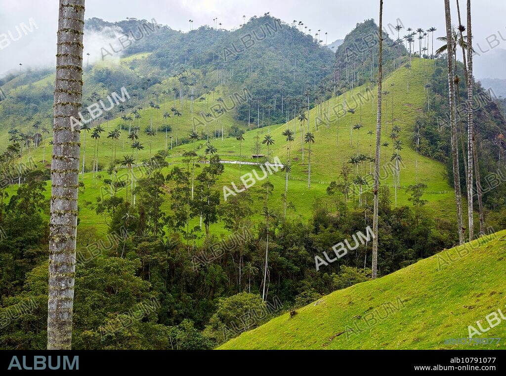 Palma de Cera del Quindío (Ceroxylon quindiuense), Valle del Cocora, Salento, Quindio, Colombia, South America.