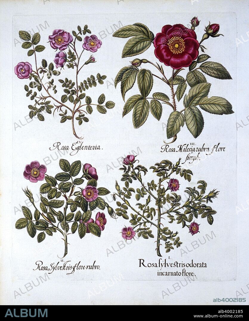 I Rosa sylvestris odorata incarnato flore; II Rosa Sylvestris flore rubro; III Rosa milesiarubra flore simpli (Rosa Gallica) ;IV Rosa eglenteria (Rosa Rubiginosa); Besler was an apothecary in Nuremberg and was in charge of the gardens at the Prince Bishop near Eichstat.
