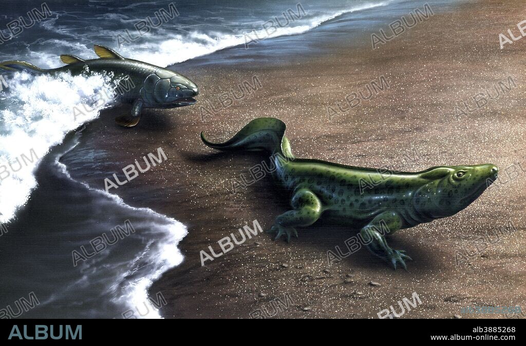 An ancient lobe-finned fish emerges from the sea, the first link in the evolution to an amphibian like the depicted Diplovertebron.