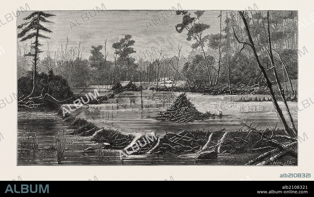 THE INTRODUCTION OF BEAVERS INTO ENGLAND, A BEAVER LODGE AND DAM, UK.