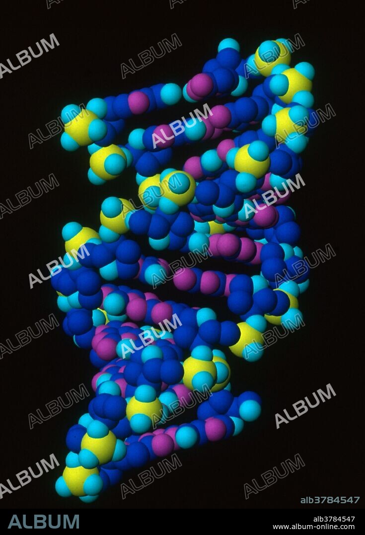 Computer generated model of Alpha-DNA.