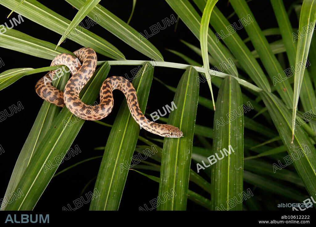 Spotted Python (Antaresia maculosa) on Palm - Captive.