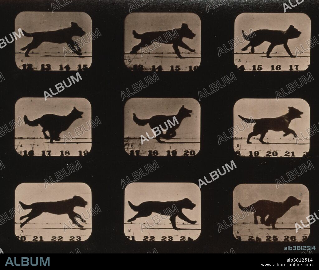 Muybridge Animal Locomotion, Dog Running, 1881. Photograph shows 9 consecutive images of a dog running. Eadweard James Muybridge (April 9, 1830 - May 8, 1904) was an English photographer important for his pioneering work in photographic studies of motion and in motion-picture projection. He published two popular books of his work, Animals in Motion (1899) and The Human Figure in Motion (1901), both of which remain in print over a century later. He died in 1904 at the age of 74.