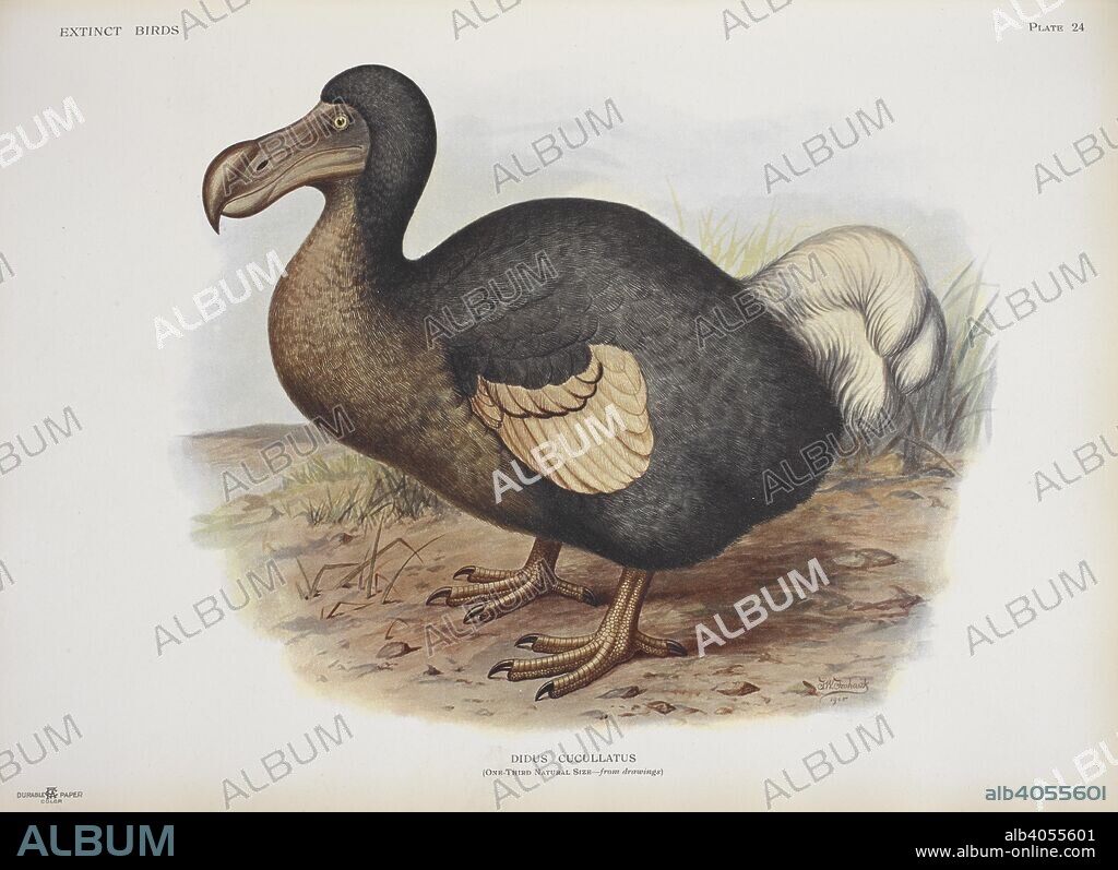 ROTHSCHILD, LIONEL WALTER ROTHSCHILD, BARON,. Didus cucullatus. Dodo.  Extinct birds : an attempt to unite in one volume a short account of those birds which have become extinct in historical times-that is, within the last six or seven hundred years : to which are added a few which still exist, but are on the verge of extinction / by Walter Rothschild ; with 45 coloured plates, embracing 63 subjects, and other illustrations. London : Hutchinson & Co., 1907. Source: LR.268.d.8 plate 24.