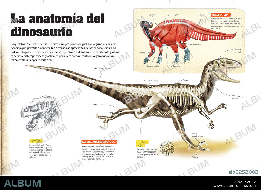 The anatomy of the dinosaur. Infographics with a reconstruction of the skeleton, heads and muscles of some dinosaurs. This has been possible thanks to the work of palaeontologists on fossils found.
