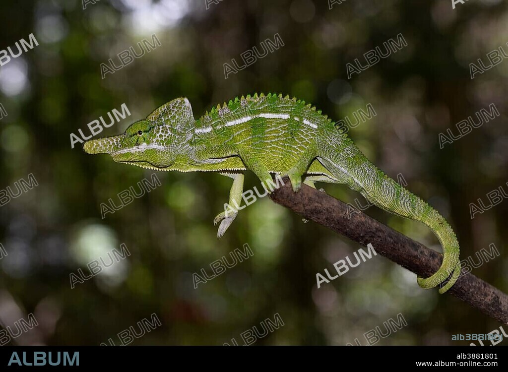 Labords Chamäleon (Furcifer labordi),short-lived chameleon species of the world, male, dry forests of Kirindy, Western Madagascar, Madagascar
