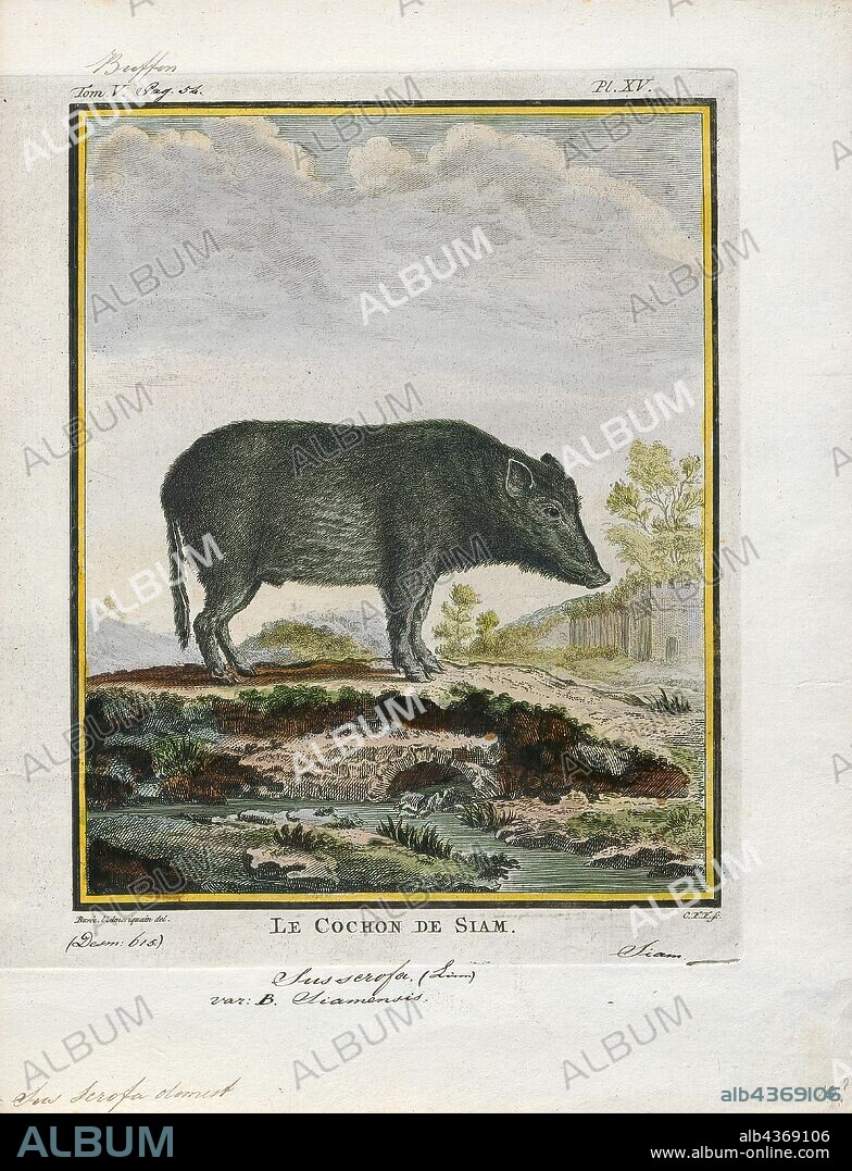 Sus scrofa domestica, Print, The domestic pig (Sus scrofa domesticus or only Sus domesticus), often called swine, hog, or simply pig when there is no need to distinguish it from other pigs, is a domesticated large, even-toed ungulate. It is variously considered a subspecies of the Eurasian boar or a distinct species. The domestic pig's head-plus-body-length ranges from 0.9 to 1.8 m (35 to 71 in), and adult pigs typically weigh between 50 and 350 kg (110 and 770 lb), with well-fed individuals often exceeding this weight range. The size and weight of a hog largely depends on its breed. Compared to other artiodactyls, its head is relatively long, pointed, and free of warts. Even-toed ungulates are generally herbivorous, but the domestic pig is an omnivore, like its wild relative., 1700-1880.