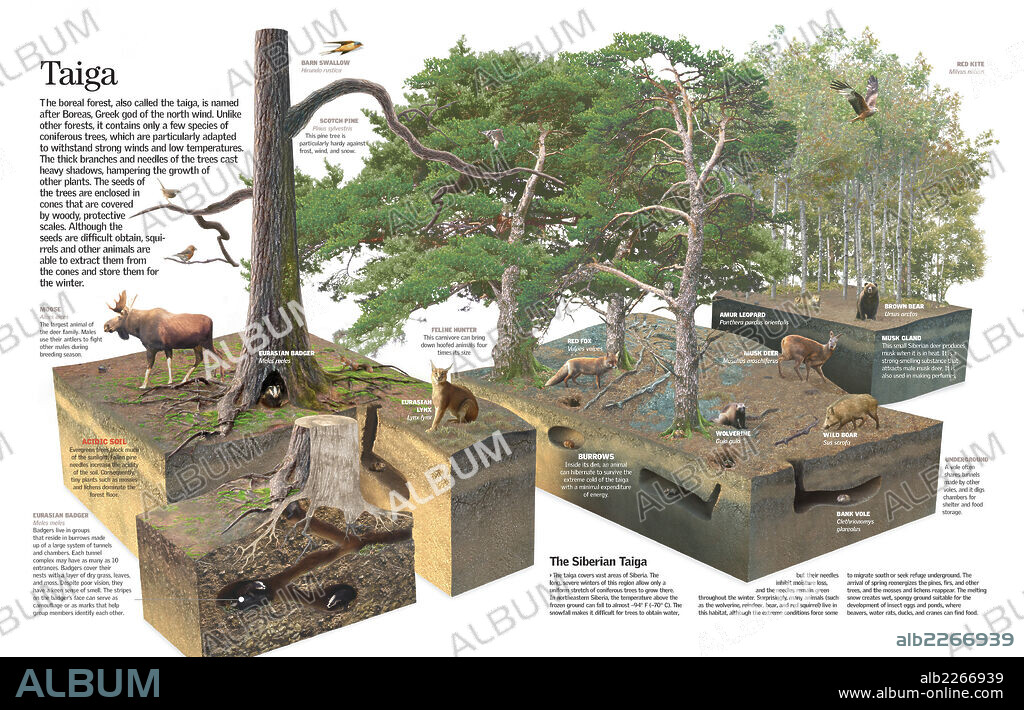 TAIGA. Infografía del hábitat de un bosque boreal o taiga siberiana con los animales y especies vegetales que lo habitan.
