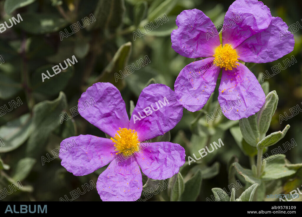jara blanca, Cistus albidus,Puntals de Valldurgent, sierra de Tramuntana, Palma ,Mallorca, balearic islands, spain, europe.