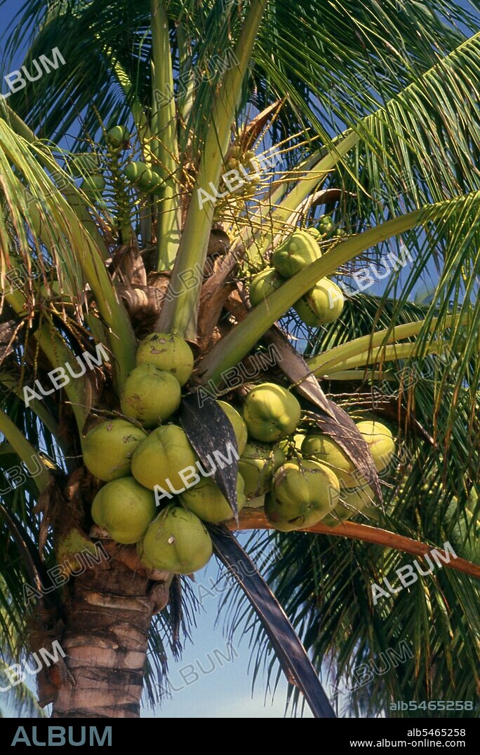 The coconut palm, or Cocos nucifera, is valued not just for its beauty, but also as a lucrative cash crop. Cultivated throughout the South Seas and Indian Ocean regions, it provides food, drink, shelter, transport, fuel, medicine, and even clothing for millions of people. The coconut palm lives for around 60 years, and produces around 70-80 nuts annually. The trees are sometimes 40-50 meters (130-160 feet) high.