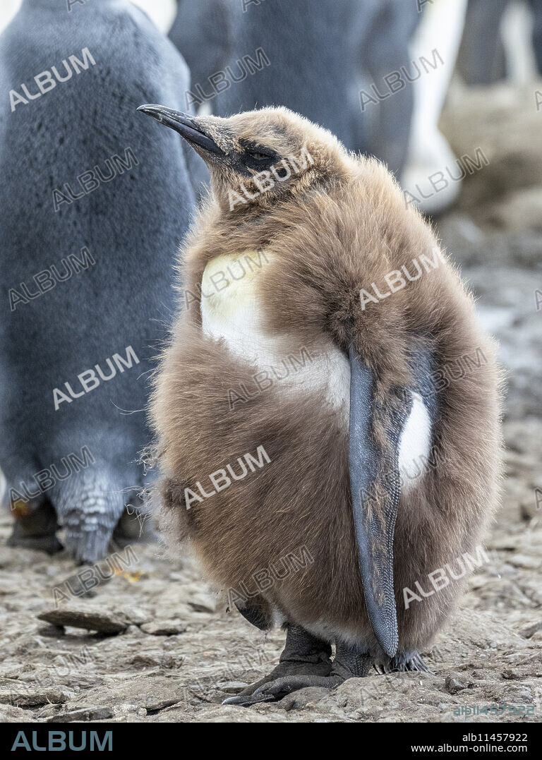 King penguin (Aptenodytes patagonicus) chick molting its downy feathers at Gold Harbor, South Georgia, Polar Regions.