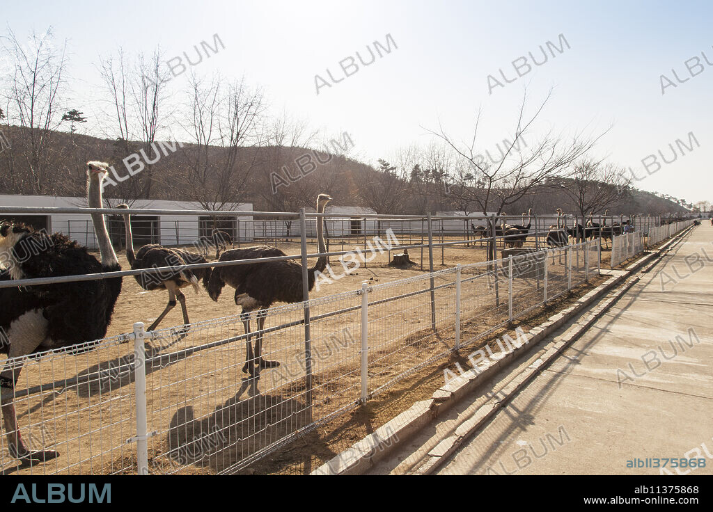 Ostrich farm near Pyongyang which supplies ostrich meat to some of Pyongyang's restaurants, Democratic People's Republic of Korea (DPRK), North Korea, Asia.
