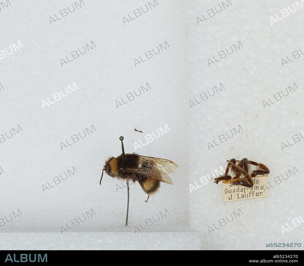 Sierra de Guadarrama, Spain, Bombus (Bombus) terrestris (Linnaeus), Animalia, Arthropoda, Insecta, Hymenoptera, Apidae, Apinae.