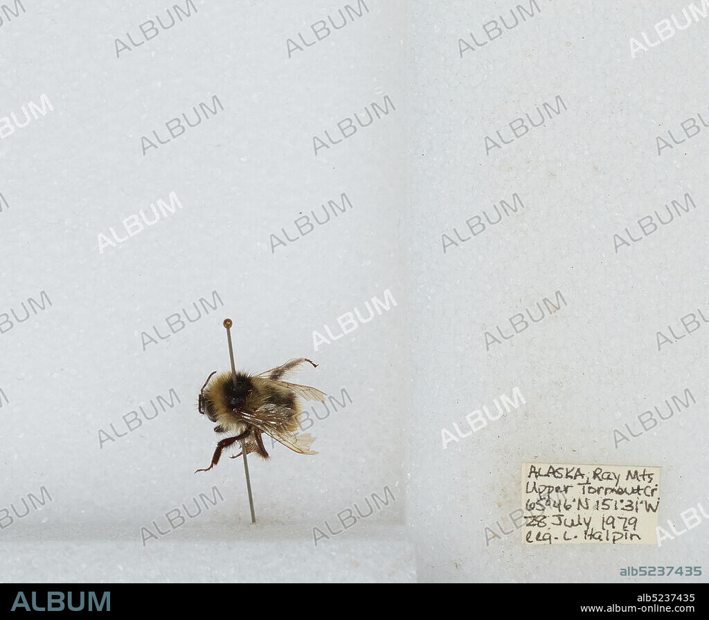 Ray Mountains Upper Torment Creek, Yukon-Koyukuk, Alaska, United States, Bombus sp., Animalia, Arthropoda, Insecta, Hymenoptera, Apidae, Apinae.