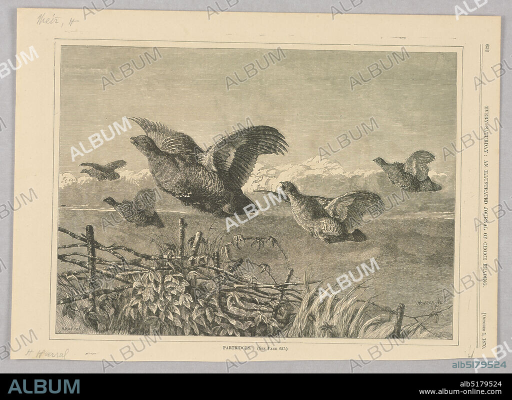 Partridge, Illustration for Every Saturday (I, October 1, 1870, p. 632), Harrison William Weir, English, 1824 1906, H. Harral, English, active 1870 1875, Every Saturday, Wood engraving in black ink on paper, Five partridges fly as if flushed from the cover of ivy and long grass below., USA, 1870, graphic design, Print, Print.