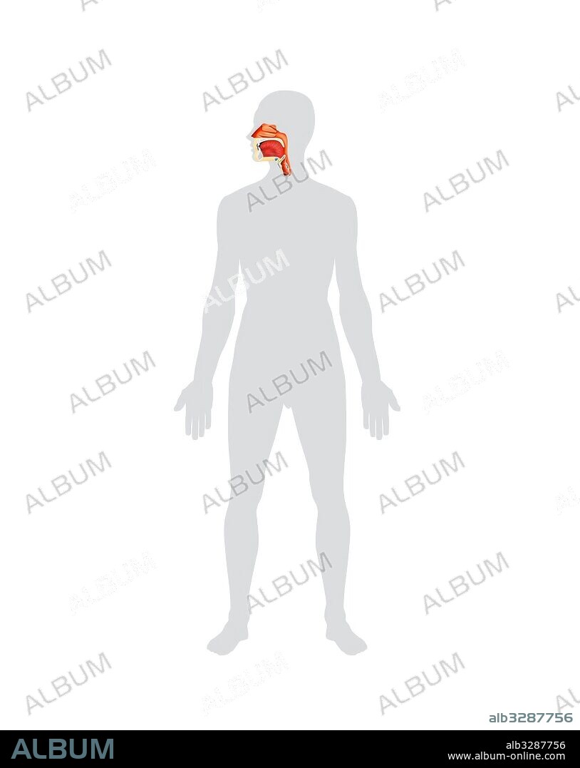 Sistema respiratorio – tracto respiratorio superior.