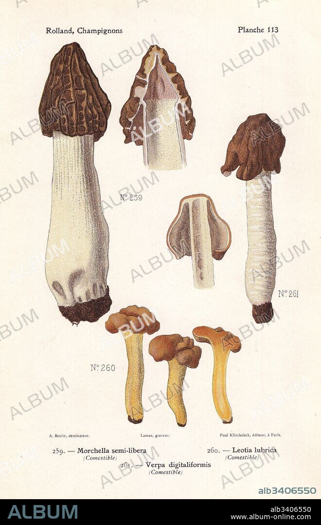 Half-free morel, Morchella semilibera, jelly baby, Leotia lubrica, and false morel, Verpa digitaliformis. Chromolithograph by Lassus after an illustration by A. Bessin from Leon Rolland's Guide to Mushrooms from France, Switzerland and Belgium, Atlas des Champignons, Paul Klincksieck, Paris, 1910.