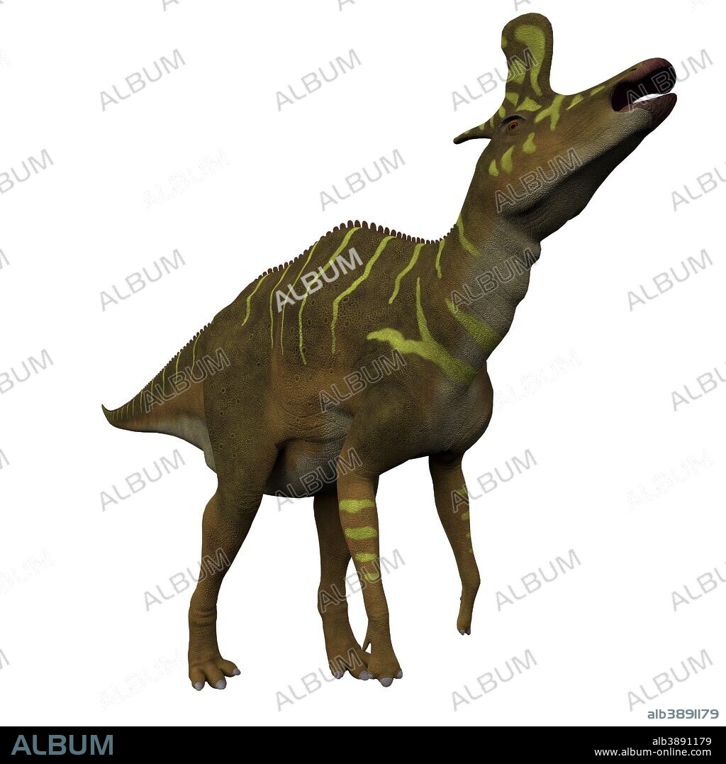 Lambeosaurus dinosaur on white background. Lambeosaurus was a hadrosaur dinosaur that lived in North America during the Cretaceous Period.