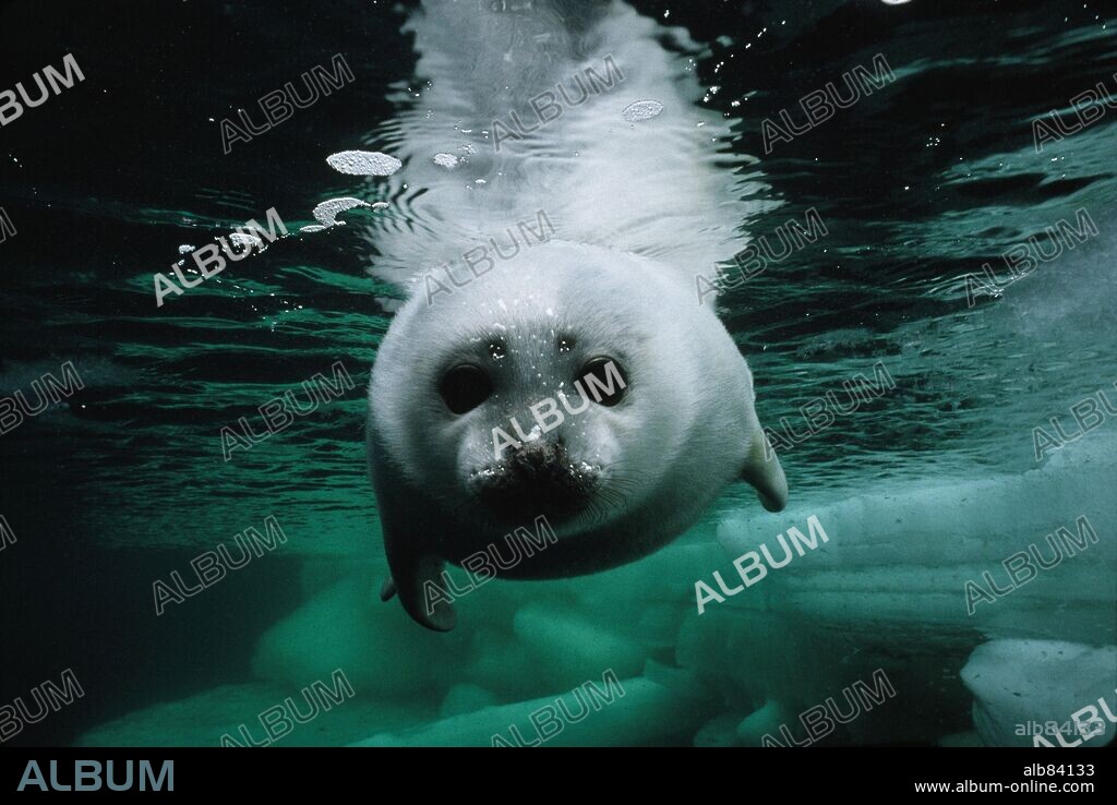ARCTIC TALE, 2007, directed by SARAH ROBERTSON. Copyright NATIONAL GEOGRAPHIC.