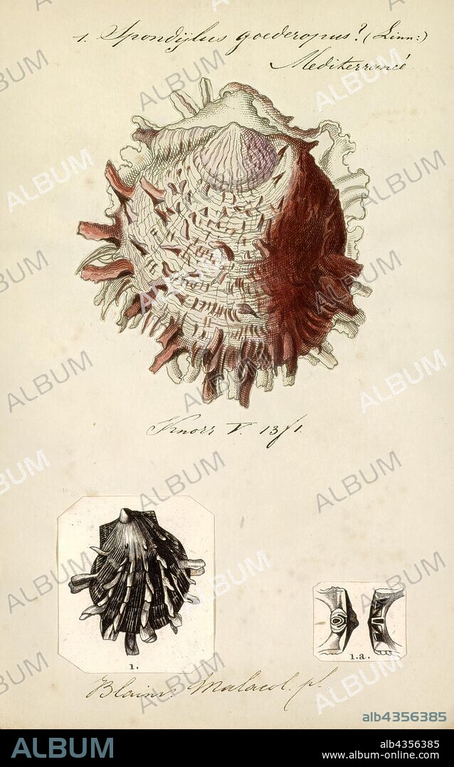 Spondylus gaederopus, Print, Spondylus gaederopus is a species of marine bivalve mollusc, a thorny oyster in the family Spondylidae. This species is endemic to the Mediterranean Sea.