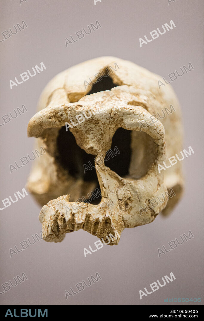 Cast skull of Homo erectus, a hominin that lived from about 1.9 million years ago to 143,000 years ago. The skull from which this cast was made, found in Buia, Eritrea, is about 1 million years old. Specimen number: Buia UA 31.