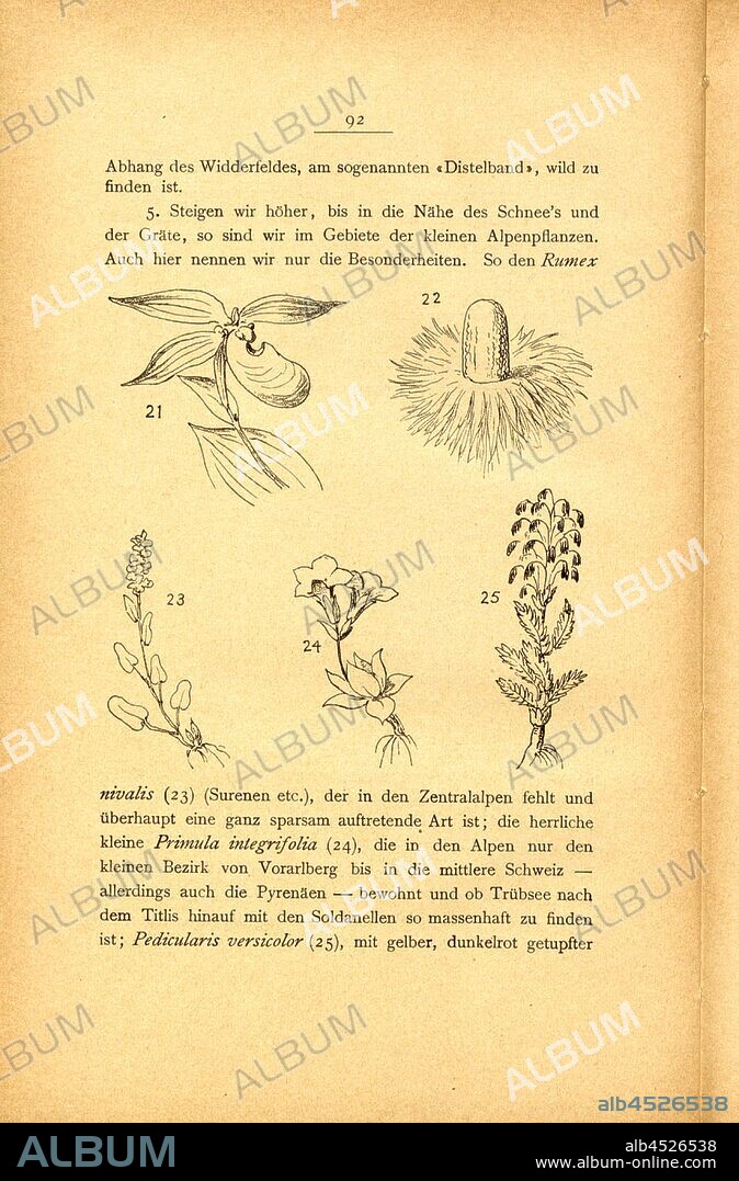 Alpenflora in der Region Vierwaldstättersee, 21 Cypripedium, 22 Eryngium alpinum, 23 Rumex nivalis, 24 Primula integrifolia, 25 Pedicularis versicolor, p. 92, p. 108, Albert Fleiner; Xaver Imfeld [et al.]: Engelberg: Streifzüge durch Gebirg und Tal. Zürich: Hofer & Burger, [18--].