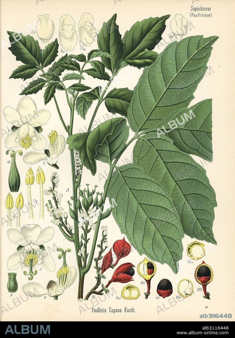 Guarana, Paullinia cupana. Chromolithograph after a botanical illustration from Hermann Adolph Koehler's Medicinal Plants, edited by Gustav Pabst, Koehler, Germany, 1887.